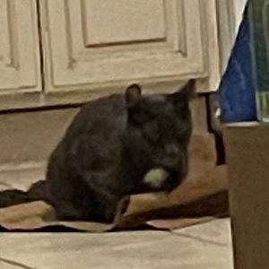 Meet your Posher, Mikara